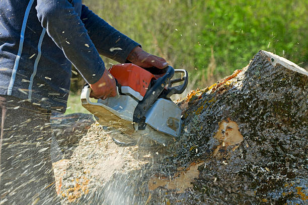 Why Choose Our Tree Removal Services in South Dos Palos, CA?